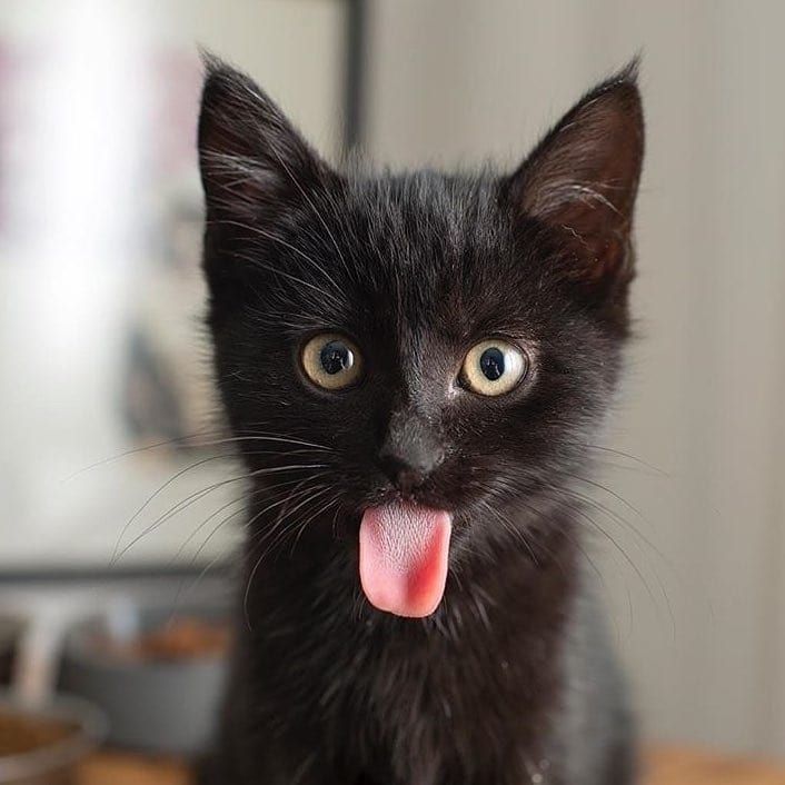 Gatito negro bebé - gato bebe en adopción - adoptar gato negro bebé