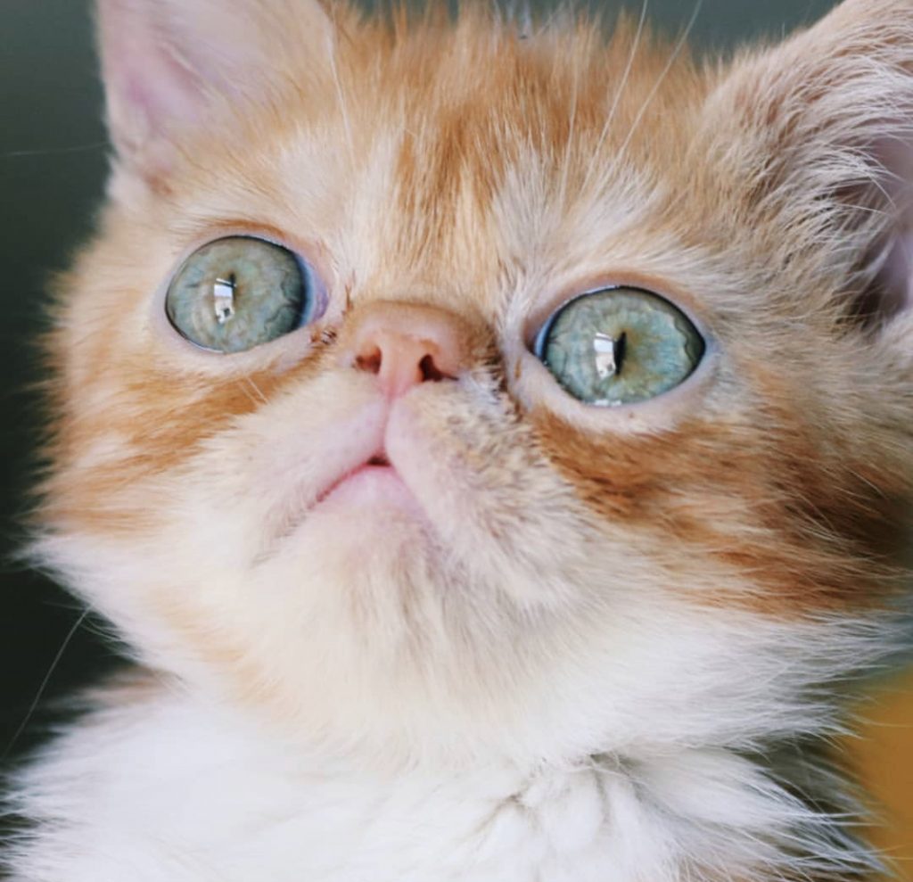 crias de gato persa exotico - gatitos bebe -