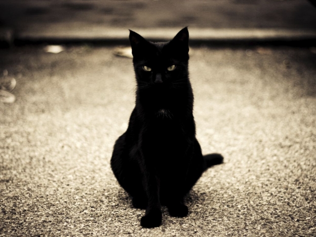 gato negro de la mala suerte