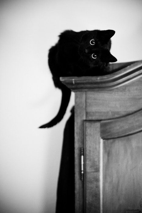 gato negro en adopcion
