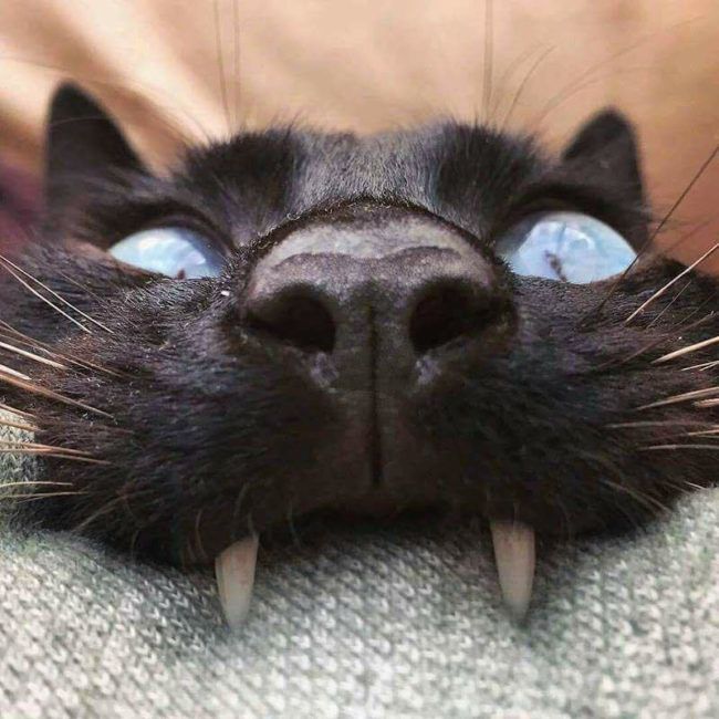 gato negro ojos azules