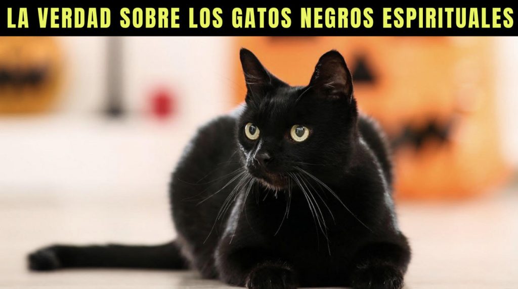 que significa tener un gato negro - los gatos negros dan mala suerte - los gatos negros son malos - que significan los gatos negros en el mundo espiritual