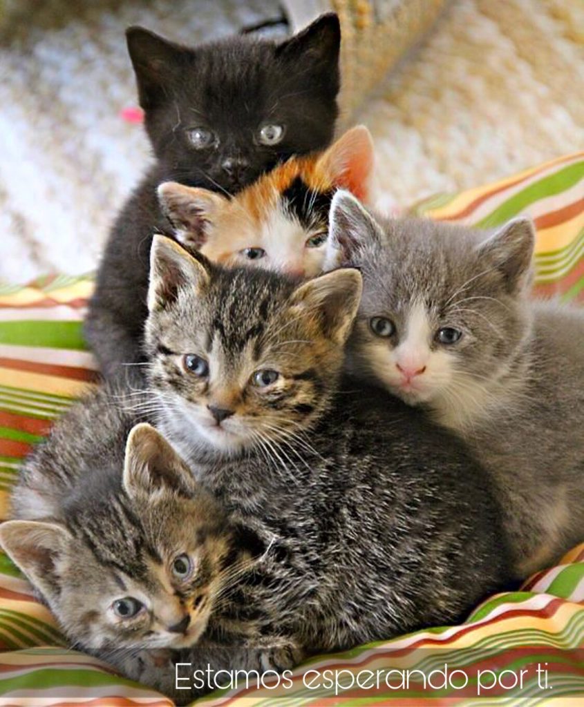 se regala gatos - adopcion de gatos en madrid. gato en adopcion