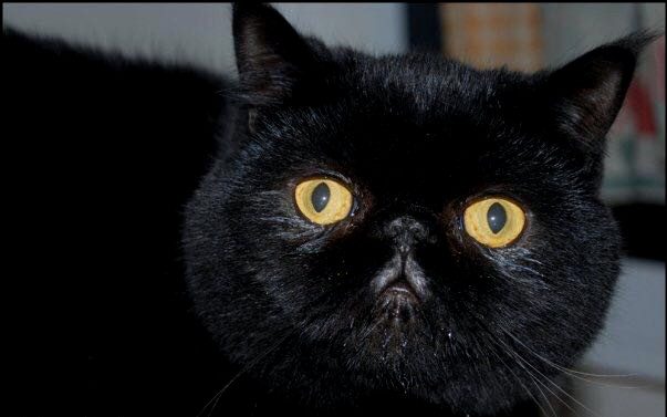 gato exótico americano raza de gato-persa exóticos negros - comprar un gato exótico americano negro