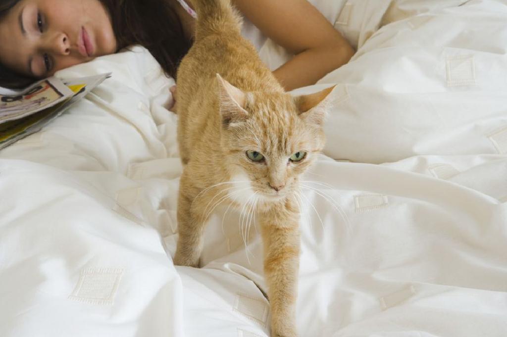 ¿Por qué los gatos despiertan a sus dueños ¿Cómo te despierta un gato¿Por qué mi gato juega en la noche