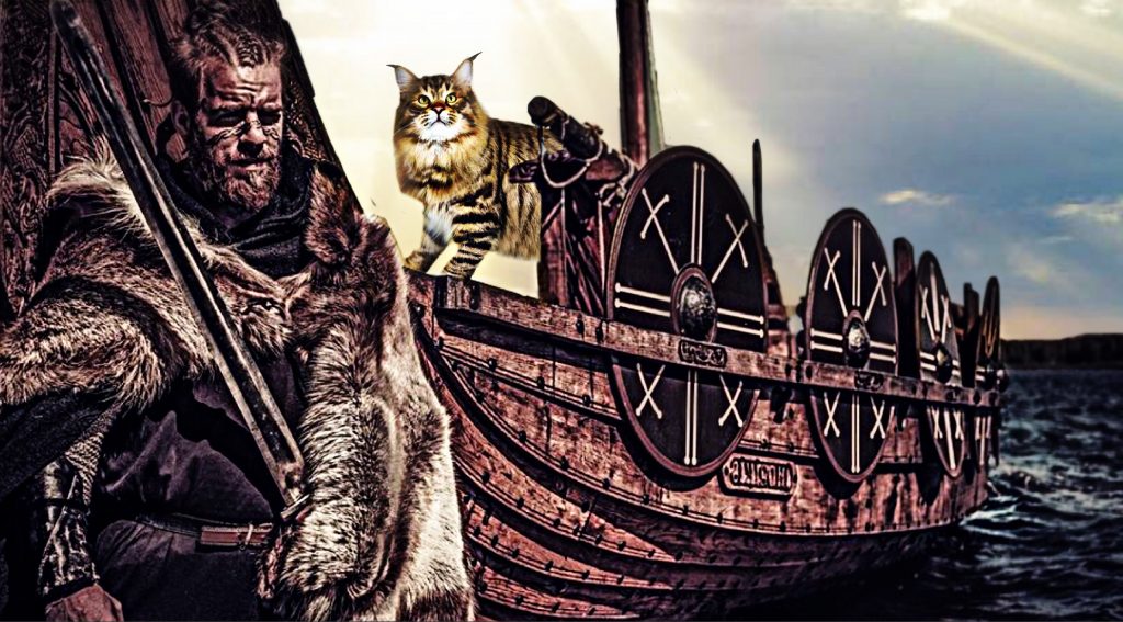 El Maine coon gato con ansestros noruegos viaje con vikingos