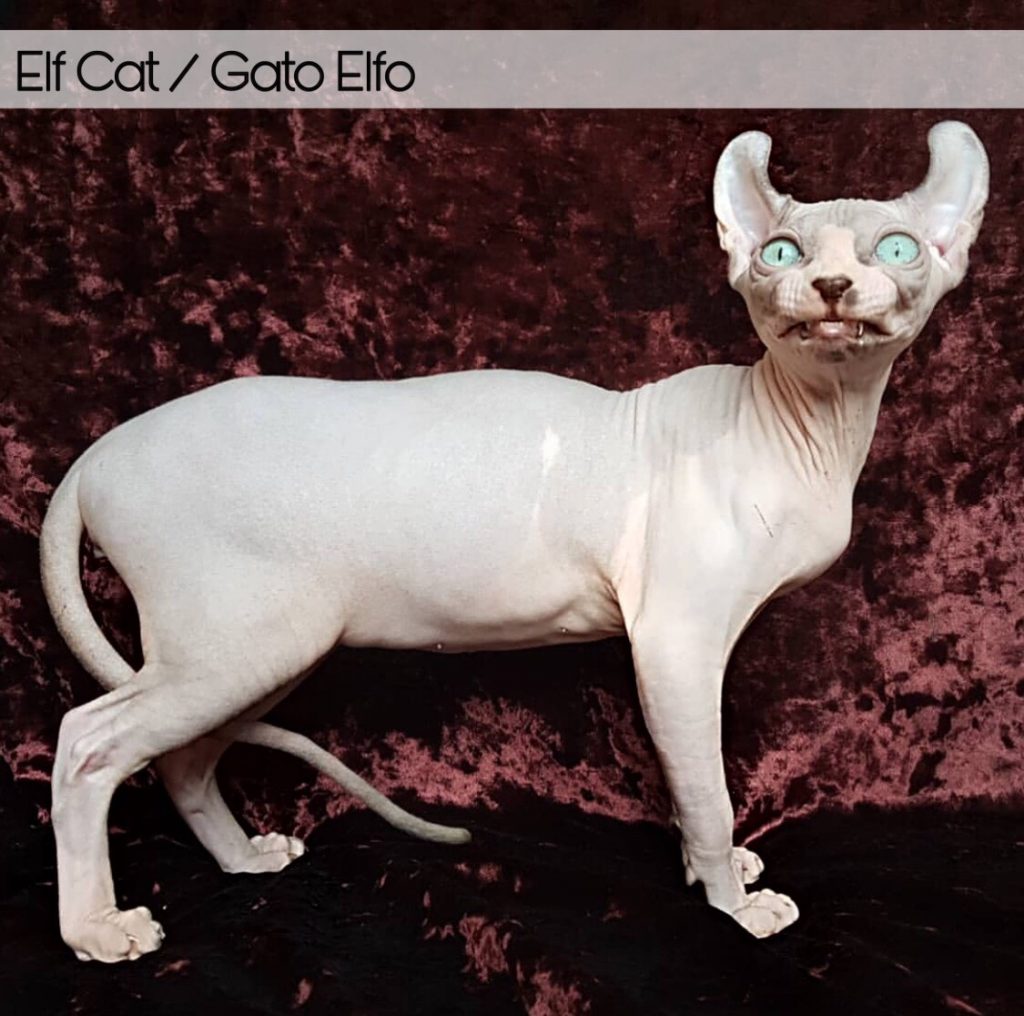 gato sin pelo elfo gato elf cat