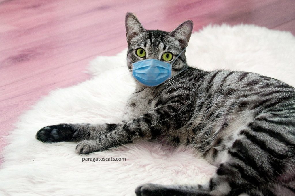 los gatos pueden contagiar de covid a los humanos paragatoscats.com