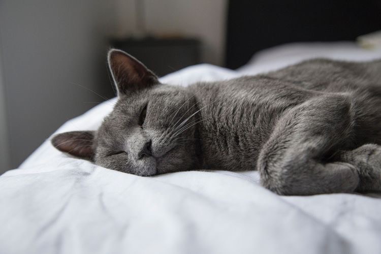 Que se les da a los gatos con gripe - Cuánto tiempo le dura la gripe a un gato - Qué antibiotico sirve para la gripe en gatos