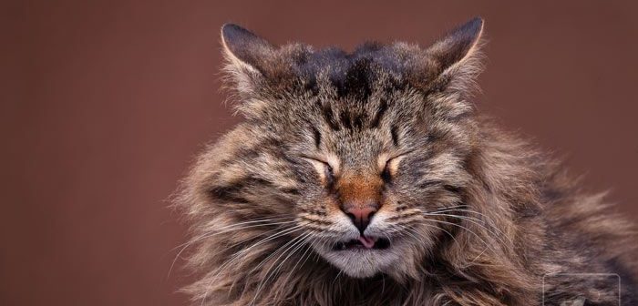 Tu gato estornuda mucho 4 razones habituales