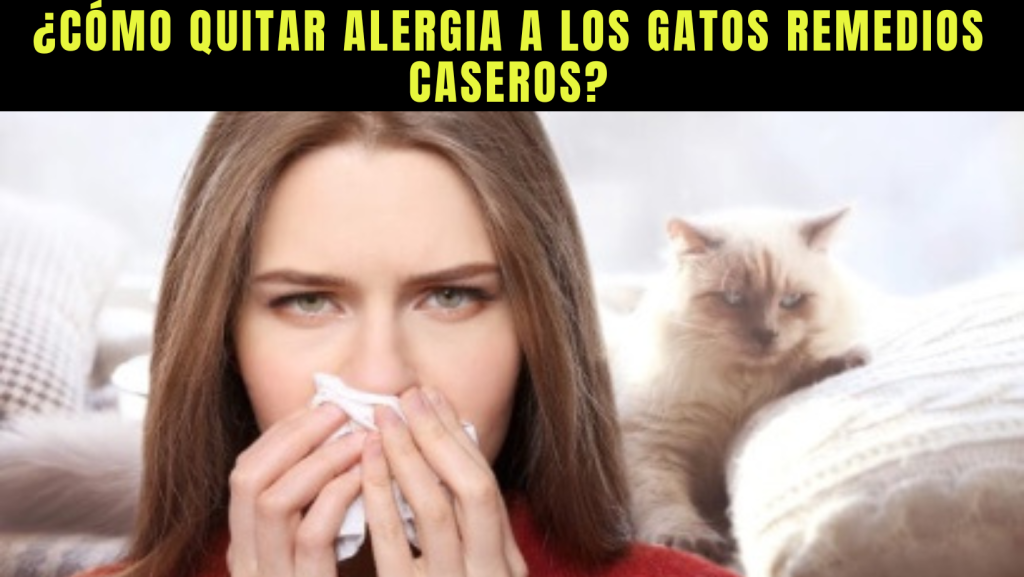 remedios caseros para eliminar la alergia a los gatos - tengo alergia a mi gato - los gatos me dan alergia
