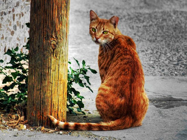 ¿Que nos avisan los gatos ¿Cómo es la vida de los gatos callejeros ¿Qué les gusta a los gatos callejero